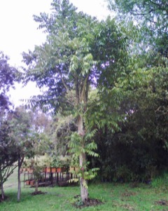 Juglans neotropica Andean Walnut